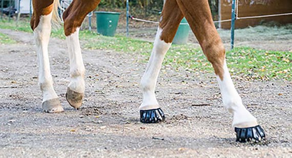 Glue On HorseShoes - An Equestrian Life
