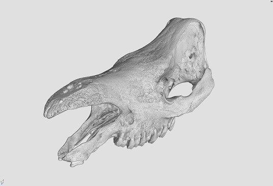Un cráneo de rinoceronte impreso en 3D